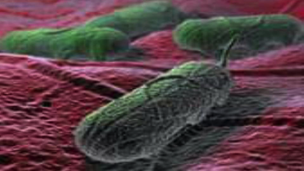 huisstofmijt-bank-laten-reinigen